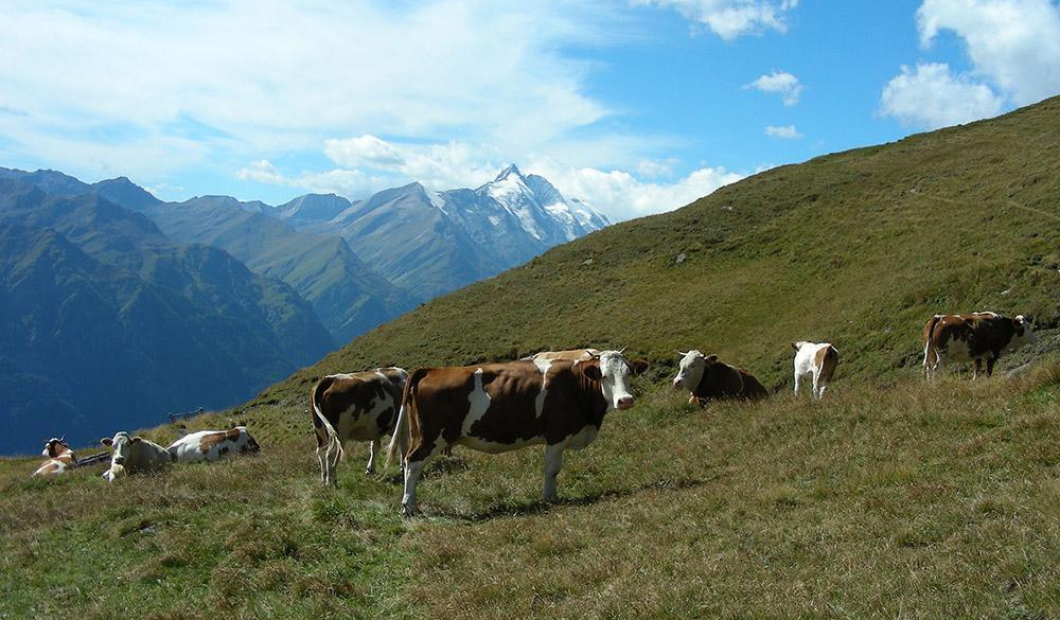 Landwirtschaftskammer Kärnten / Fotocredit: Klaus Messner