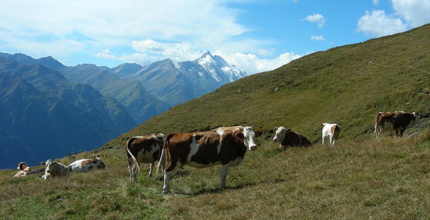 Landwirtschaftskammer Kärnten