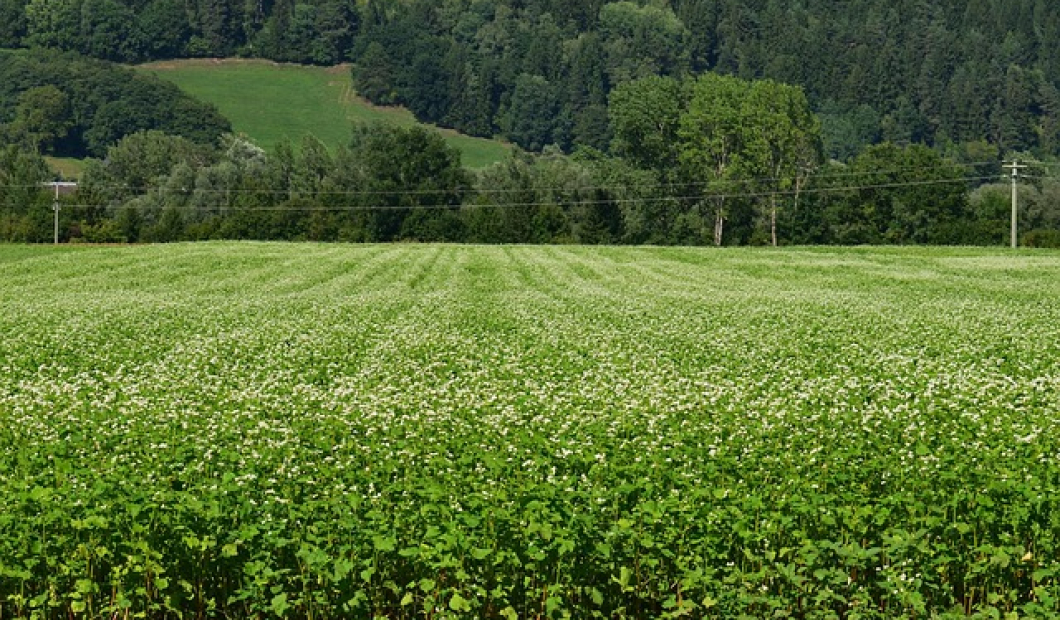 Magdalensberg / Fotocredit: Pixabay