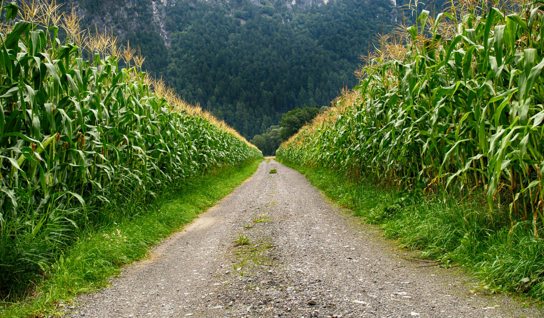 Lendorf / Fotocredit: www.pexels.com