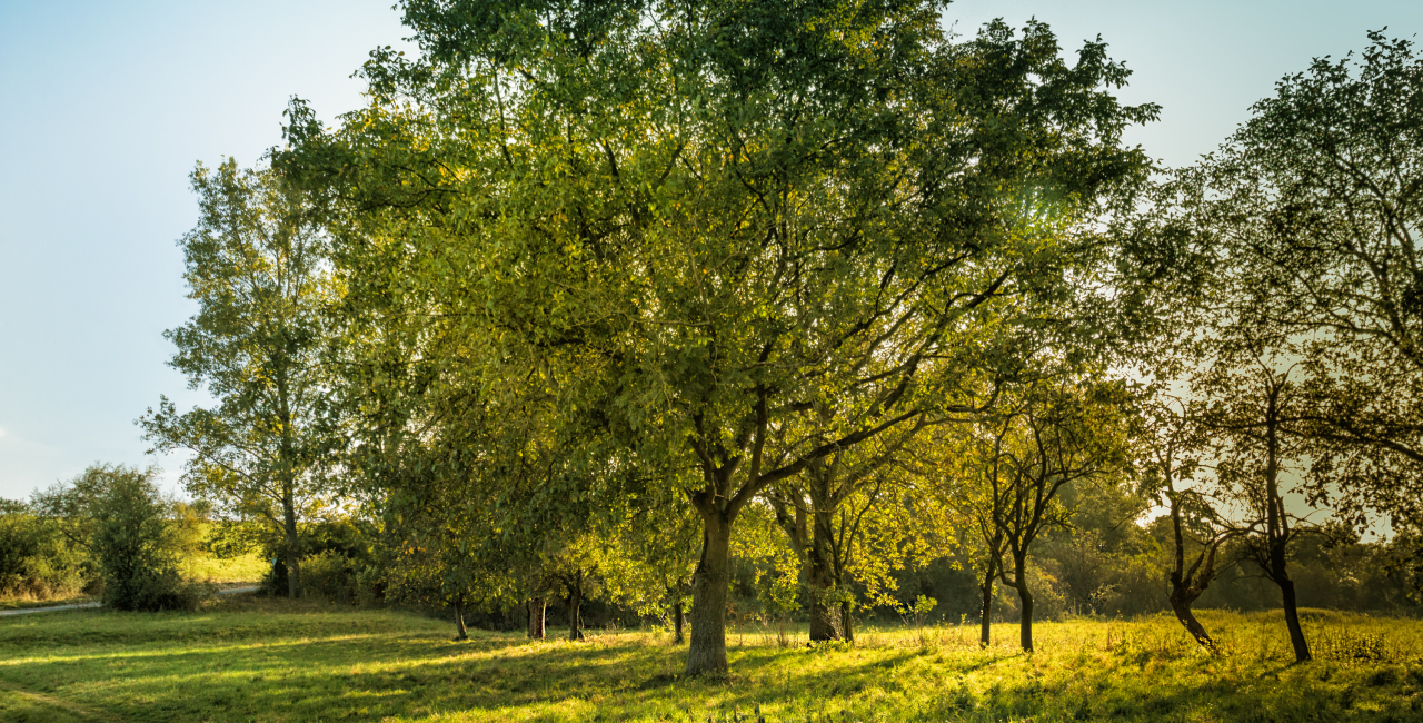Fotocredit: www.pexels.com