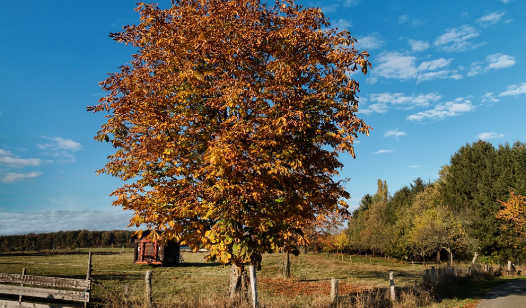 Köttmannsdorf / Fotocredit: www.pexels.com